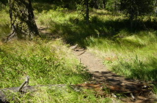 A partridge walking across the trail, Enderby Cliffs 2010-08.